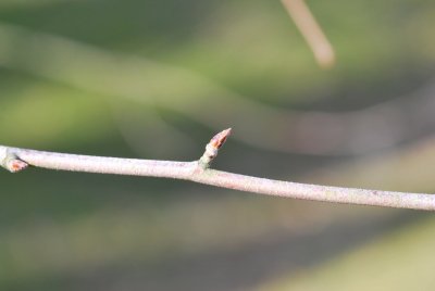 Betula nigra - bříza černá - zimní pupen